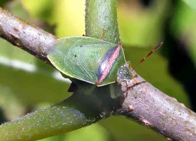 昆虫図鑑・イチモンジカメムシ